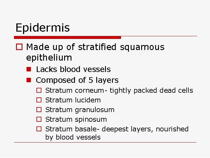 Epidermis o Made up of stratified squamous epithelium n Lacks blood vessels n Composed