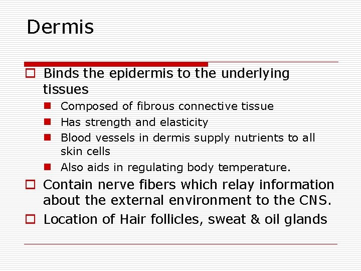 Dermis o Binds the epidermis to the underlying tissues n Composed of fibrous connective