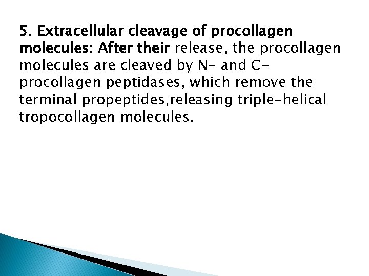 5. Extracellular cleavage of procollagen molecules: After their release, the procollagen molecules are cleaved