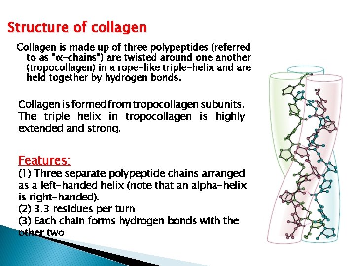 Structure of collagen Collagen is made up of three polypeptides (referred to as "α-chains")