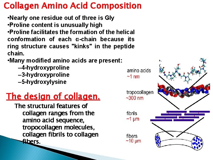 Collagen Amino Acid Composition • Nearly one residue out of three is Gly •