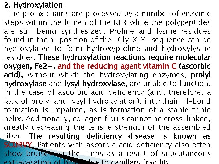 2. Hydroxylation: The pro-α chains are processed by a number of enzymic steps within
