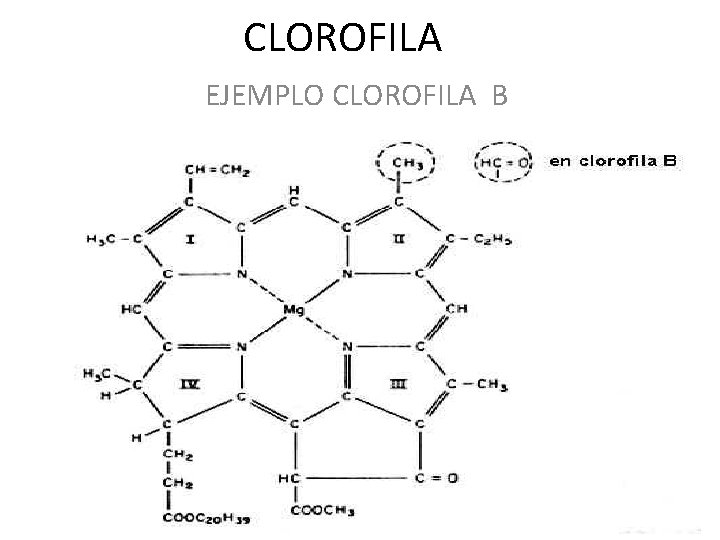 CLOROFILA EJEMPLO CLOROFILA B 