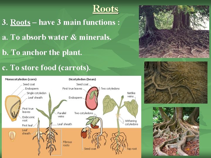Roots 3. Roots – have 3 main functions : a. To absorb water &