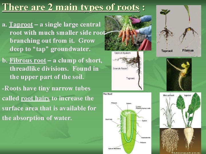 There are 2 main types of roots : a. Taproot – a single large
