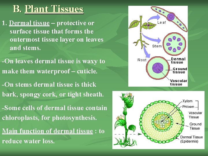 B. Plant Tissues 1. Dermal tissue – protective or surface tissue that forms the