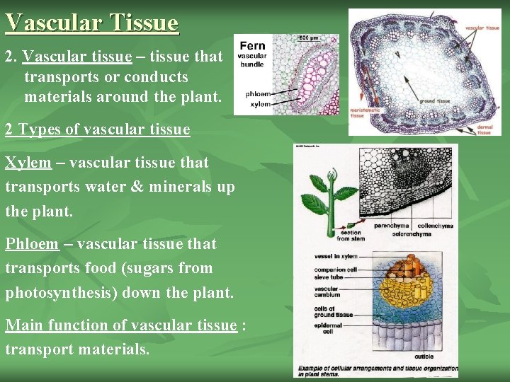 Vascular Tissue 2. Vascular tissue – tissue that transports or conducts materials around the
