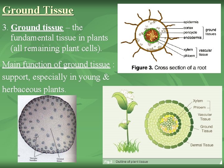 Ground Tissue 3. Ground tissue – the fundamental tissue in plants (all remaining plant