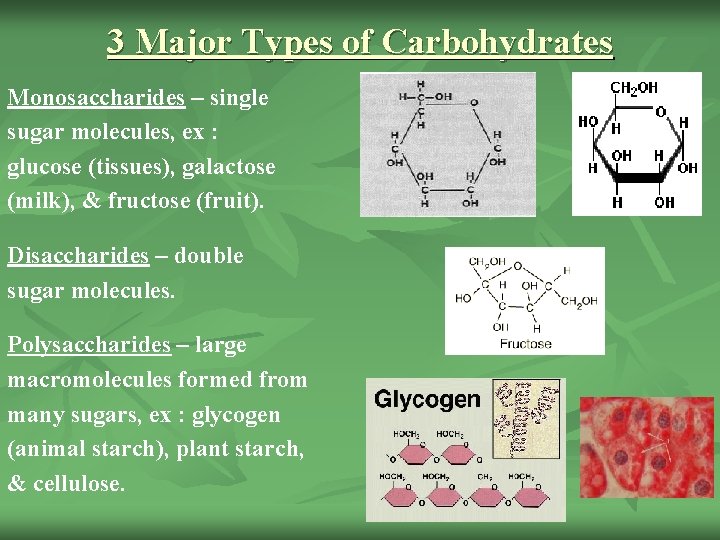 3 Major Types of Carbohydrates Monosaccharides – single sugar molecules, ex : glucose (tissues),