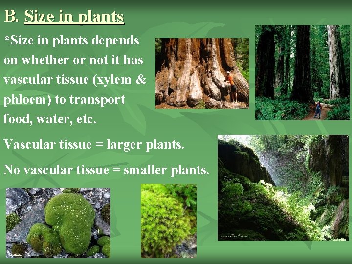 B. Size in plants *Size in plants depends on whether or not it has