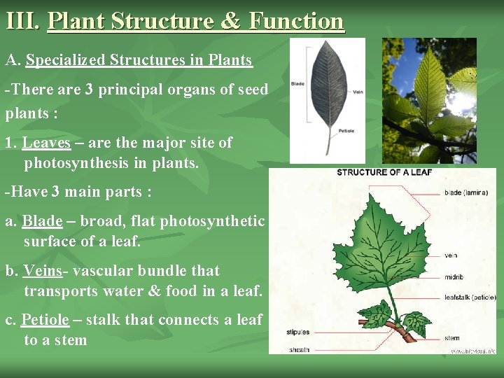 III. Plant Structure & Function A. Specialized Structures in Plants -There are 3 principal