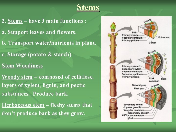 Stems 2. Stems – have 3 main functions : a. Support leaves and flowers.