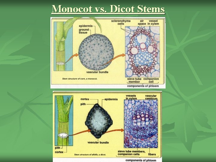 Monocot vs. Dicot Stems 
