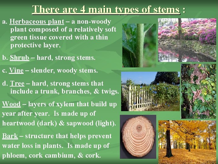 There are 4 main types of stems : a. Herbaceous plant – a non-woody