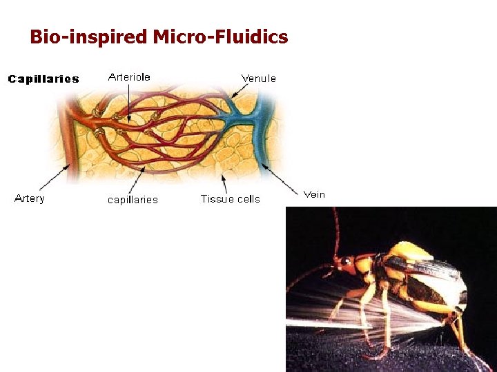 Bio-inspired Micro-Fluidics 