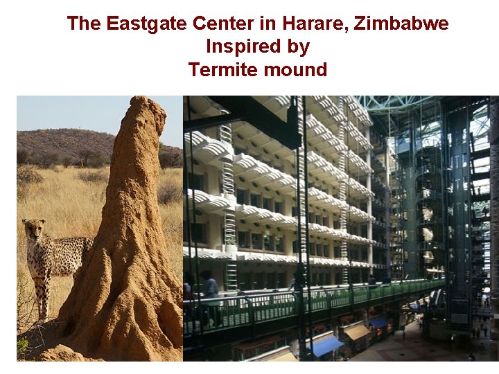 The Eastgate Center in Harare, Zimbabwe Inspired by Termite mound 