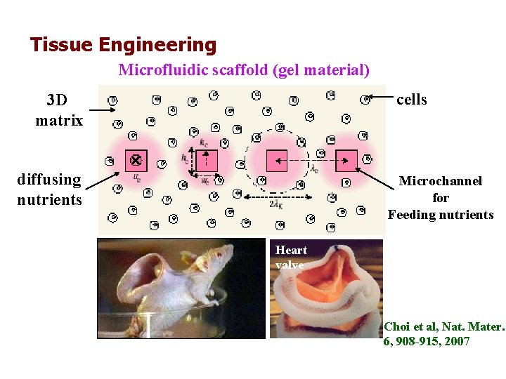 Tissue Engineering Microfluidic scaffold (gel material) cells 3 D matrix diffusing nutrients Microchannel for