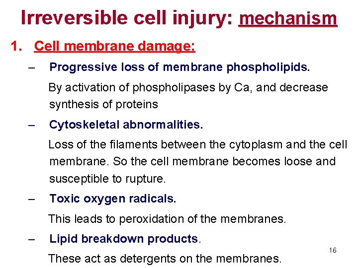 Irreversible cell injury: mechanism 1. Cell membrane damage: – Progressive loss of membrane phospholipids.