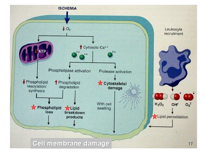 Cell membrane damage 17 