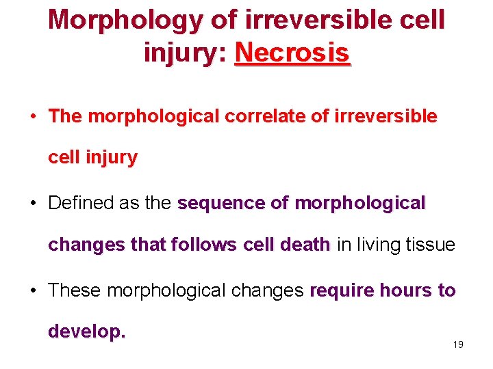 Morphology of irreversible cell injury: Necrosis • The morphological correlate of irreversible cell injury