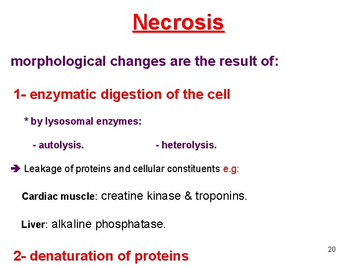 Necrosis morphological changes are the result of: 1 - enzymatic digestion of the cell