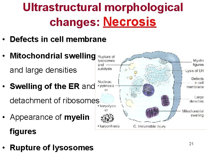 Ultrastructural morphological changes: Necrosis • Defects in cell membrane • Mitochondrial swelling and large