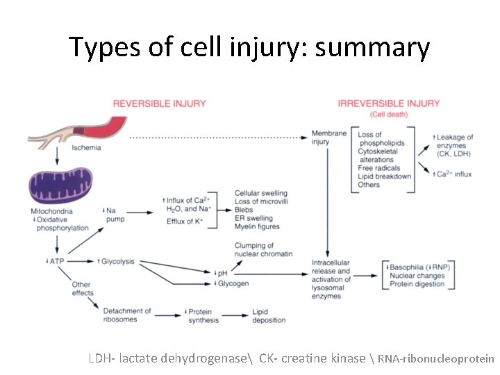 Types of cell injury: summary LDH- lactate dehydrogenase CK- creatine kinase  RNA-ribonucleoprotein 
