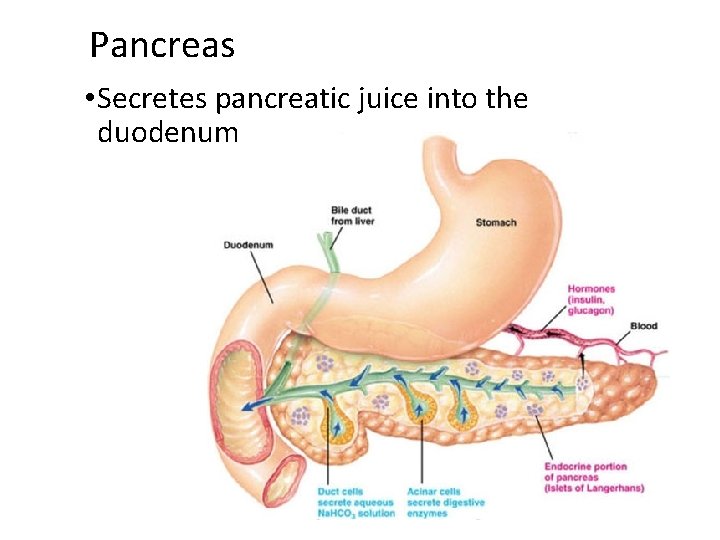 Pancreas • Secretes pancreatic juice into the duodenum 