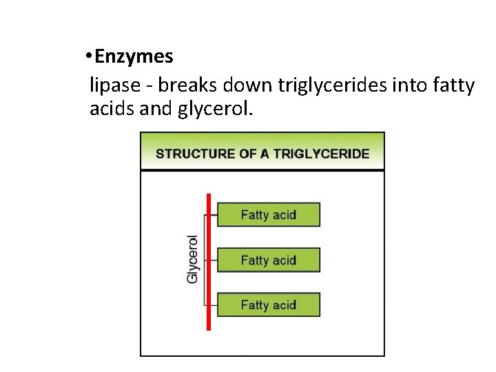  • Enzymes lipase - breaks down triglycerides into fatty acids and glycerol. 