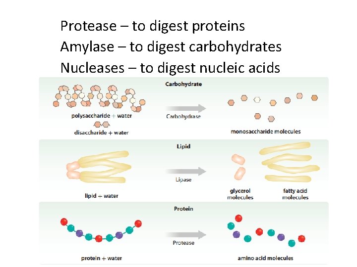 Protease – to digest proteins Amylase – to digest carbohydrates Nucleases – to digest