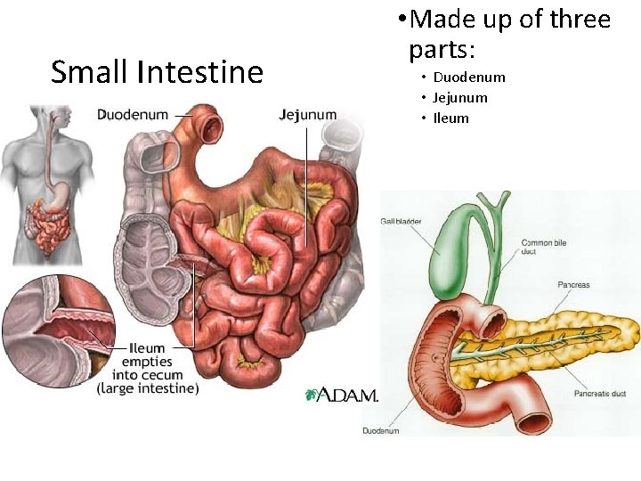 Small Intestine • Made up of three parts: • Duodenum • Jejunum • Ileum