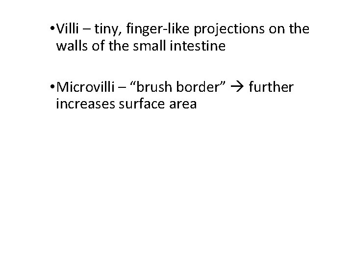  • Villi – tiny, finger-like projections on the walls of the small intestine