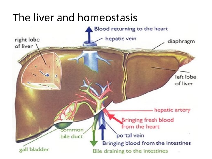 The liver and homeostasis 