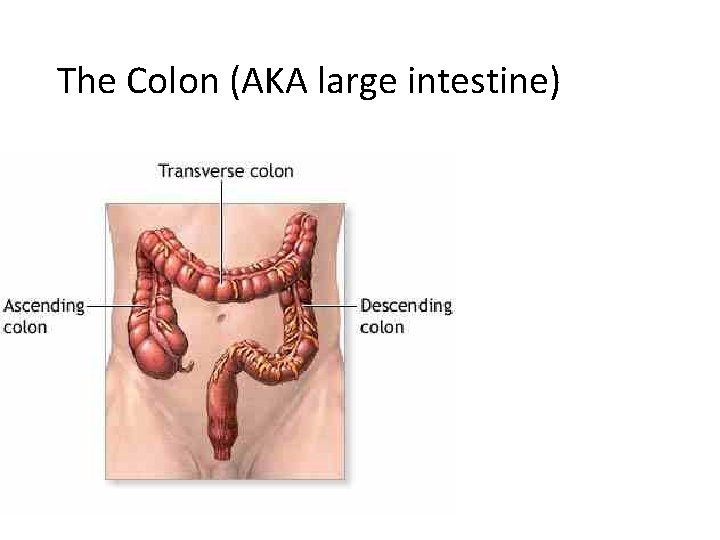 The Colon (AKA large intestine) 