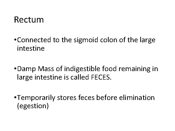 Rectum • Connected to the sigmoid colon of the large intestine • Damp Mass