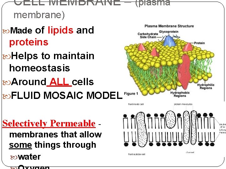 What Helps Maintain Flexibility Of Membrane Cellular Transportation CELL MEMBRANE plasma membrane of lipids