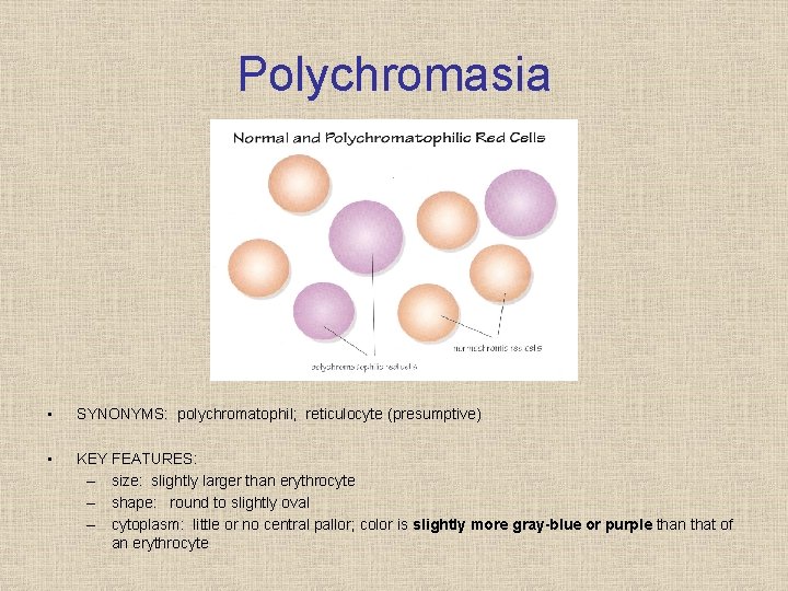 Polychromasia • SYNONYMS: polychromatophil; reticulocyte (presumptive) • KEY FEATURES: – size: slightly larger than