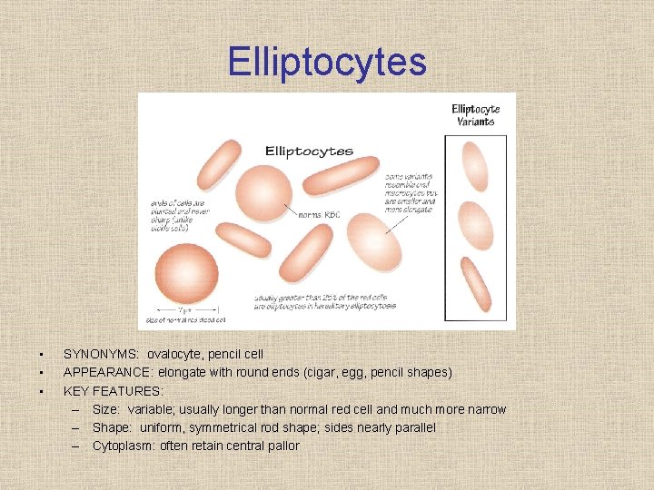 Elliptocytes • • • SYNONYMS: ovalocyte, pencil cell APPEARANCE: elongate with round ends (cigar,