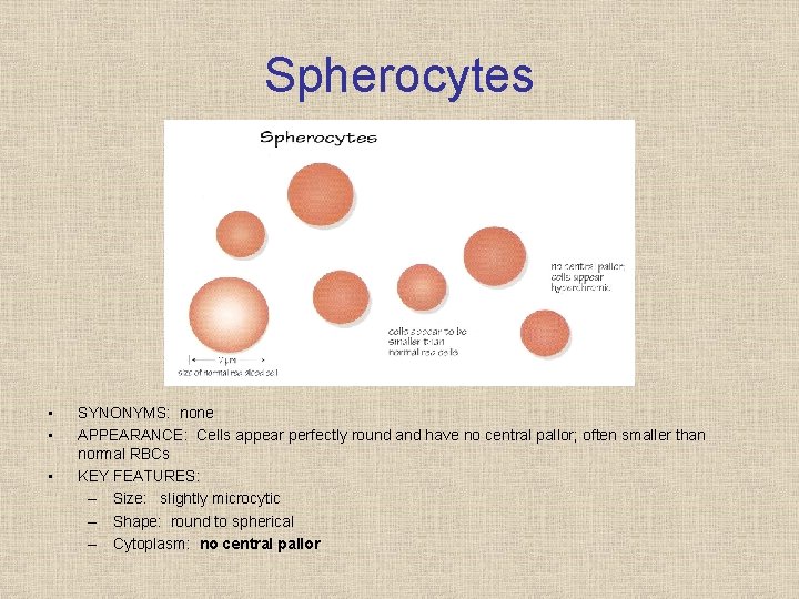 Spherocytes • • • SYNONYMS: none APPEARANCE: Cells appear perfectly round and have no
