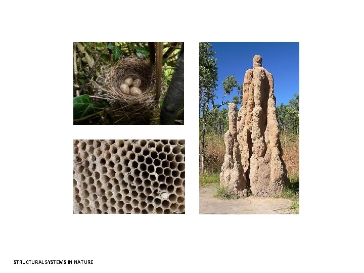 STRUCTURAL SYSTEMS IN NATURE 