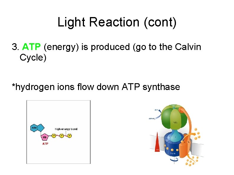 Light Reaction (cont) 3. ATP (energy) is produced (go to the Calvin Cycle) *hydrogen