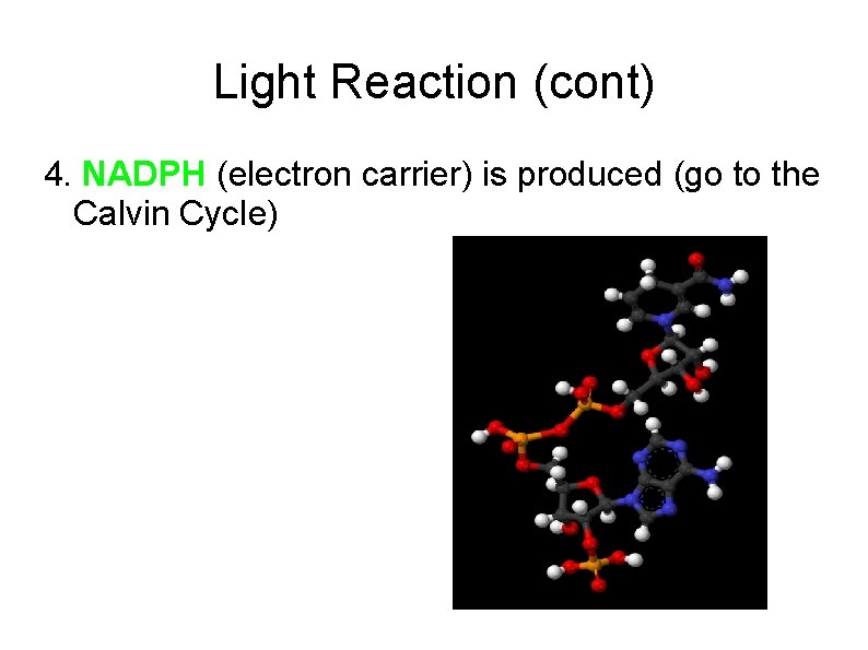 Light Reaction (cont) 4. NADPH (electron carrier) is produced (go to the Calvin Cycle)