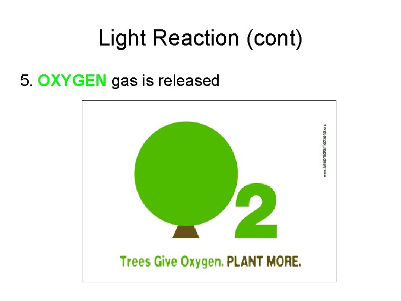 Light Reaction (cont) 5. OXYGEN gas is released 