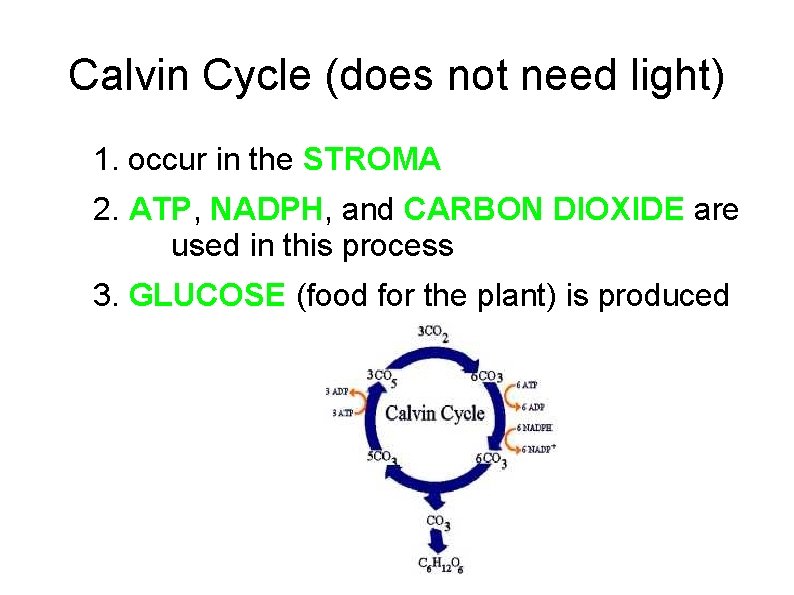 Calvin Cycle (does not need light) 1. occur in the STROMA 2. ATP, NADPH,