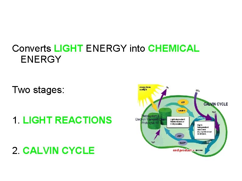 Converts LIGHT ENERGY into CHEMICAL ENERGY Two stages: 1. LIGHT REACTIONS 2. CALVIN CYCLE