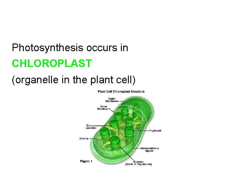 Photosynthesis occurs in CHLOROPLAST (organelle in the plant cell) 