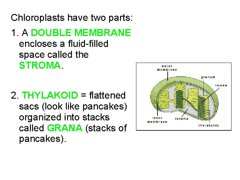 Chloroplasts have two parts: 1. A DOUBLE MEMBRANE encloses a fluid-filled space called the
