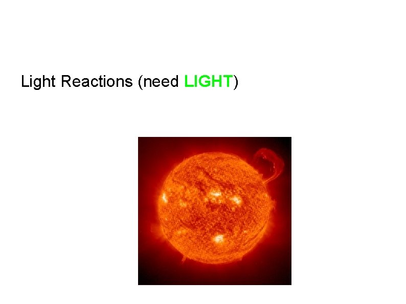 Light Reactions (need LIGHT) 