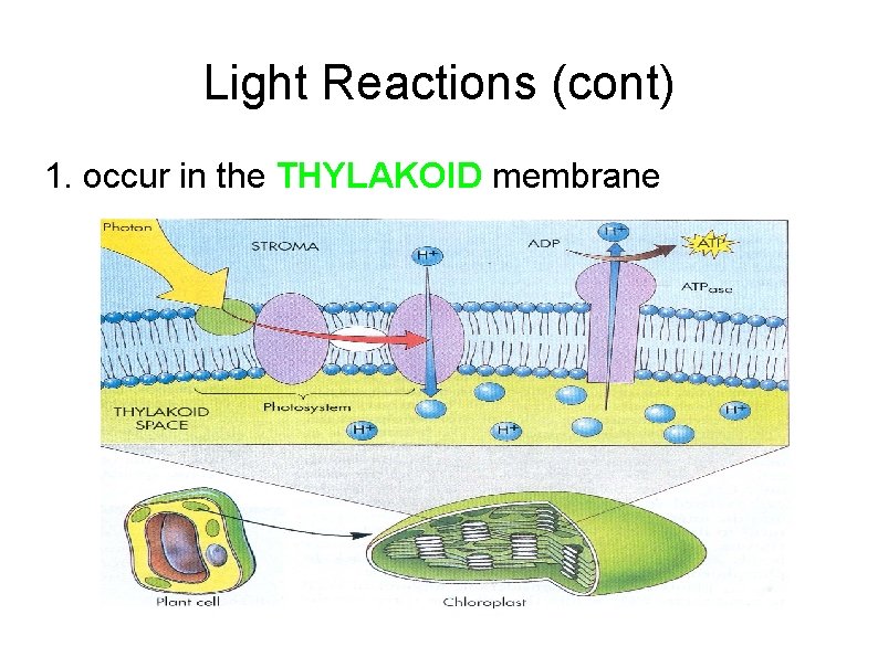Light Reactions (cont) 1. occur in the THYLAKOID membrane 