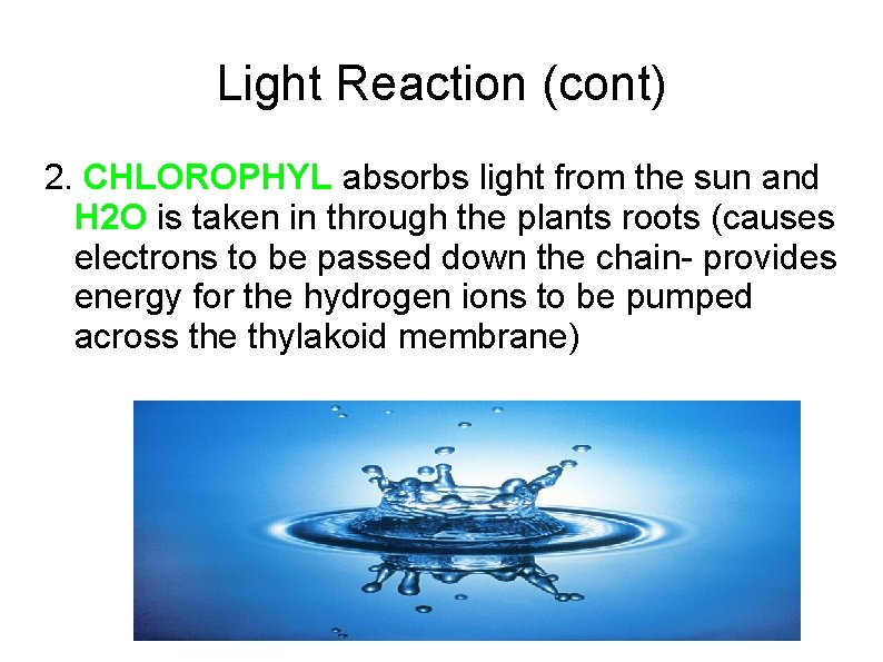 Light Reaction (cont) 2. CHLOROPHYL absorbs light from the sun and H 2 O